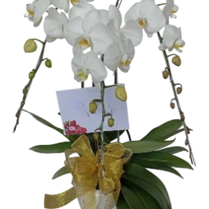 Bunga Vas Lembang 3